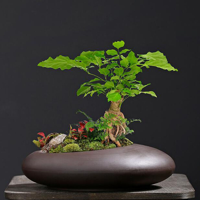 إناء نباتات من الطين الأرجواني - مراجعة Tagine Clay Pot وسعره